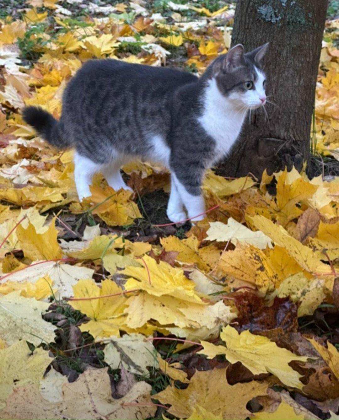Пропала кошка в Клине — фото объявления