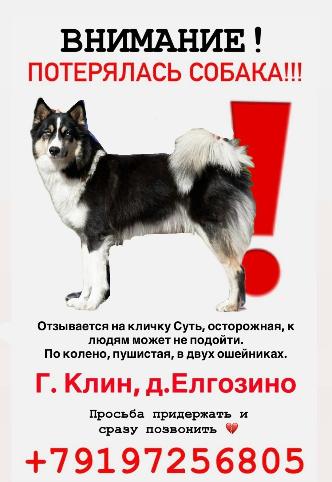 Пропала собака в Клине — фото объявления
