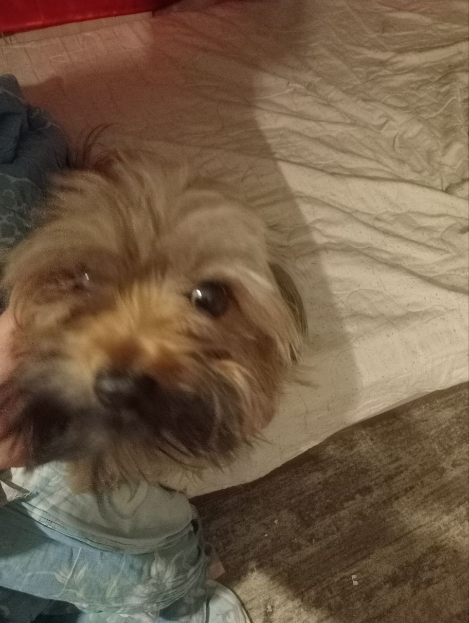 Пропала собака в Клине — фото объявления