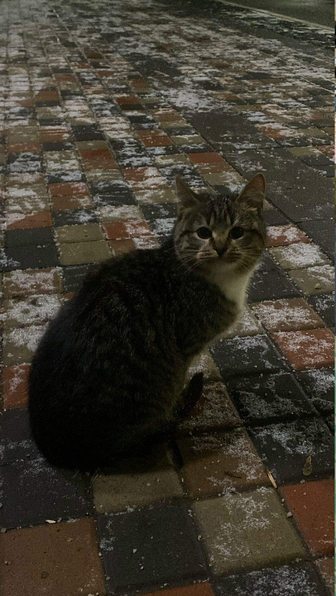 Пропала кошка в Клине — фото объявления