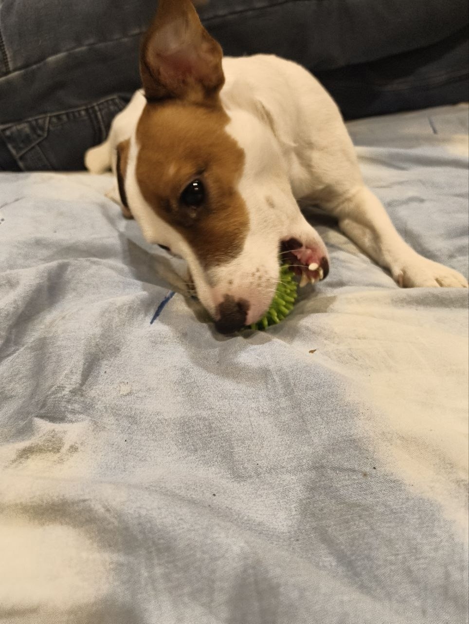 Найдена собака в Клине — фото объявления