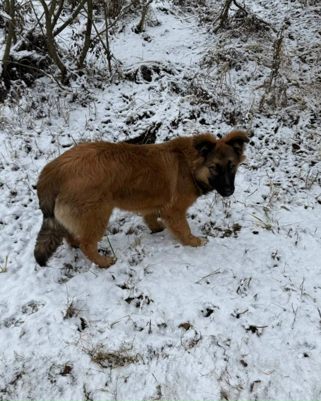Найдена собака в Клине — фото объявления