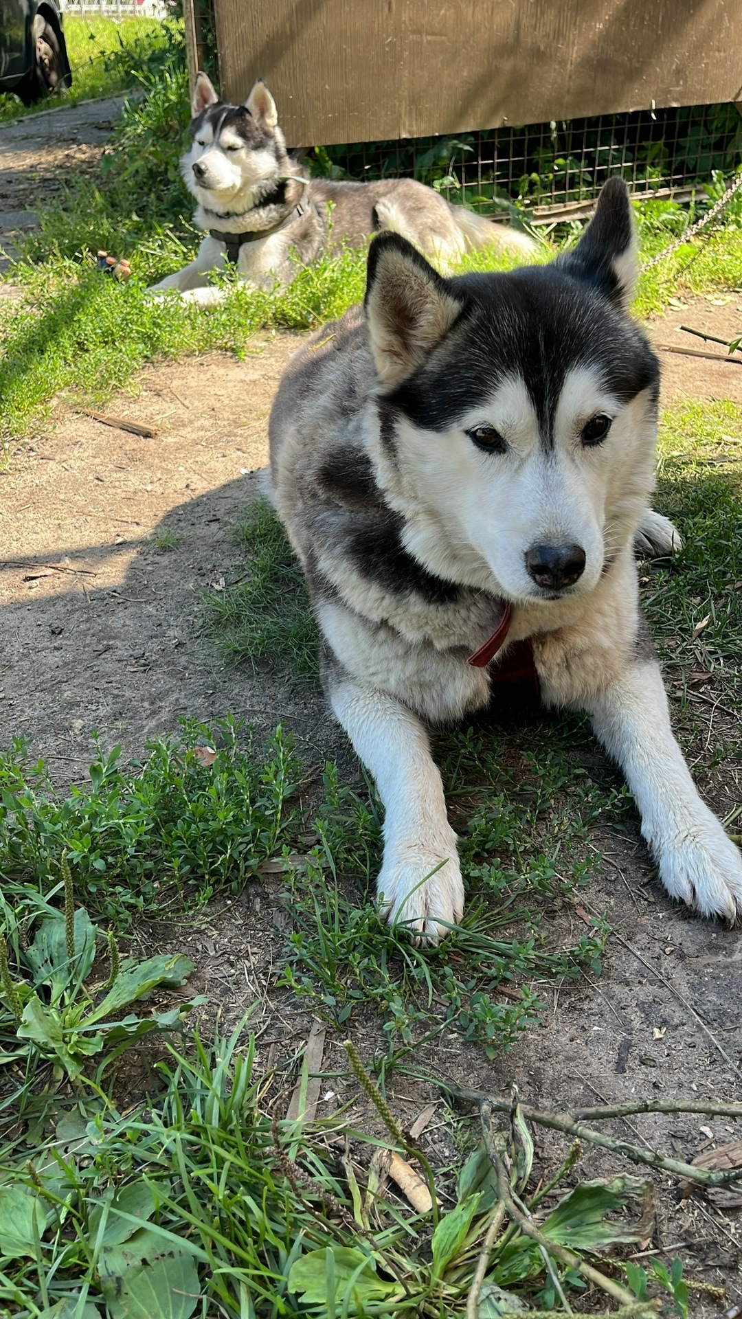 Пропала собака в Клине — фото объявления