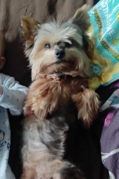 Найдена собака в Клине — фото объявления