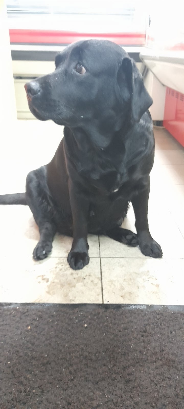 Пропала собака в Клине — фото объявления