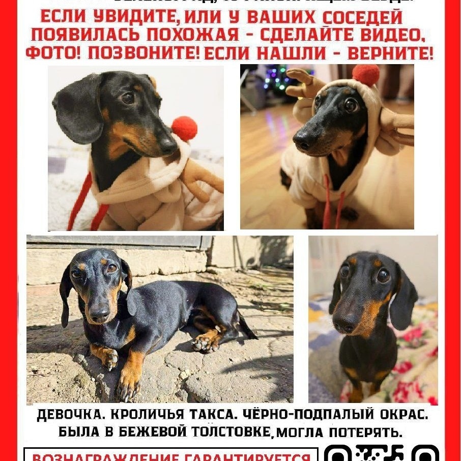 Найдена собака в Клине — фото объявления