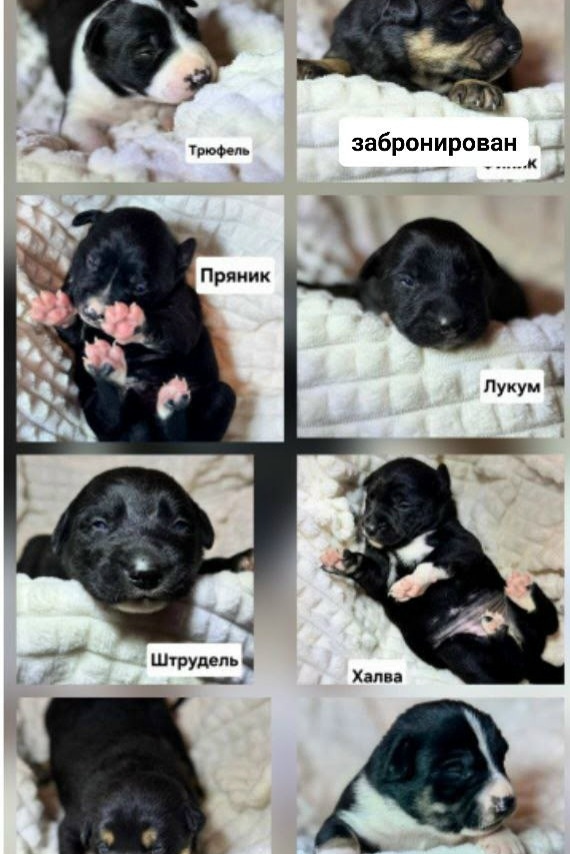 Пропала собака в Клине — фото объявления