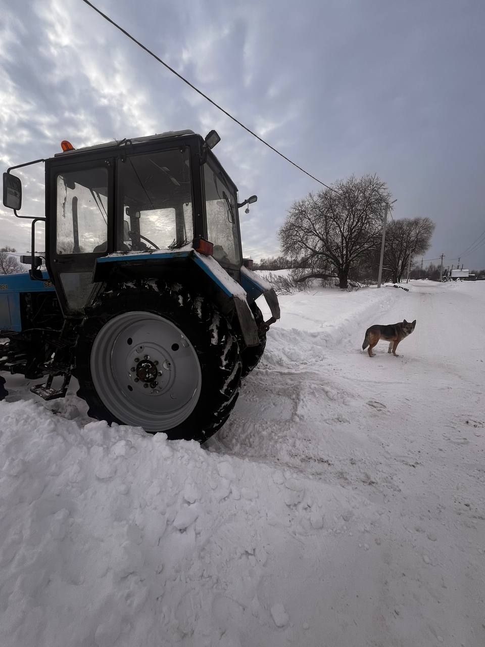 Найдена собака в Клине — фото объявления
