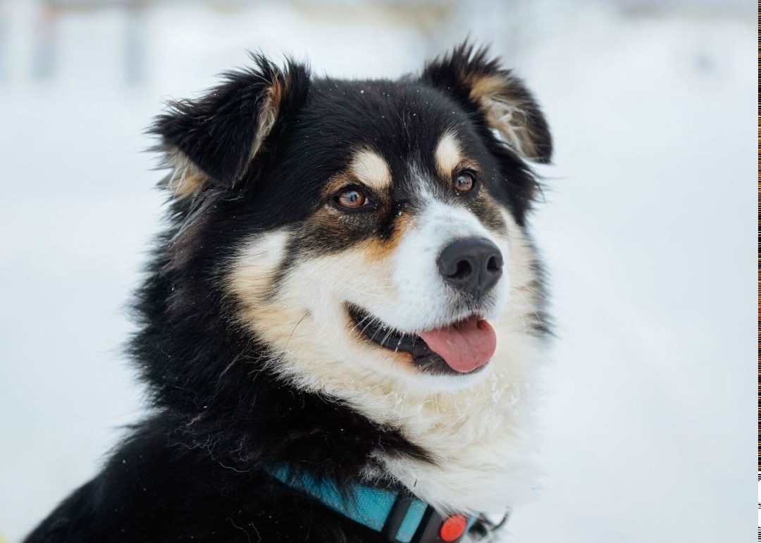 Найдена собака в Клине — фото объявления
