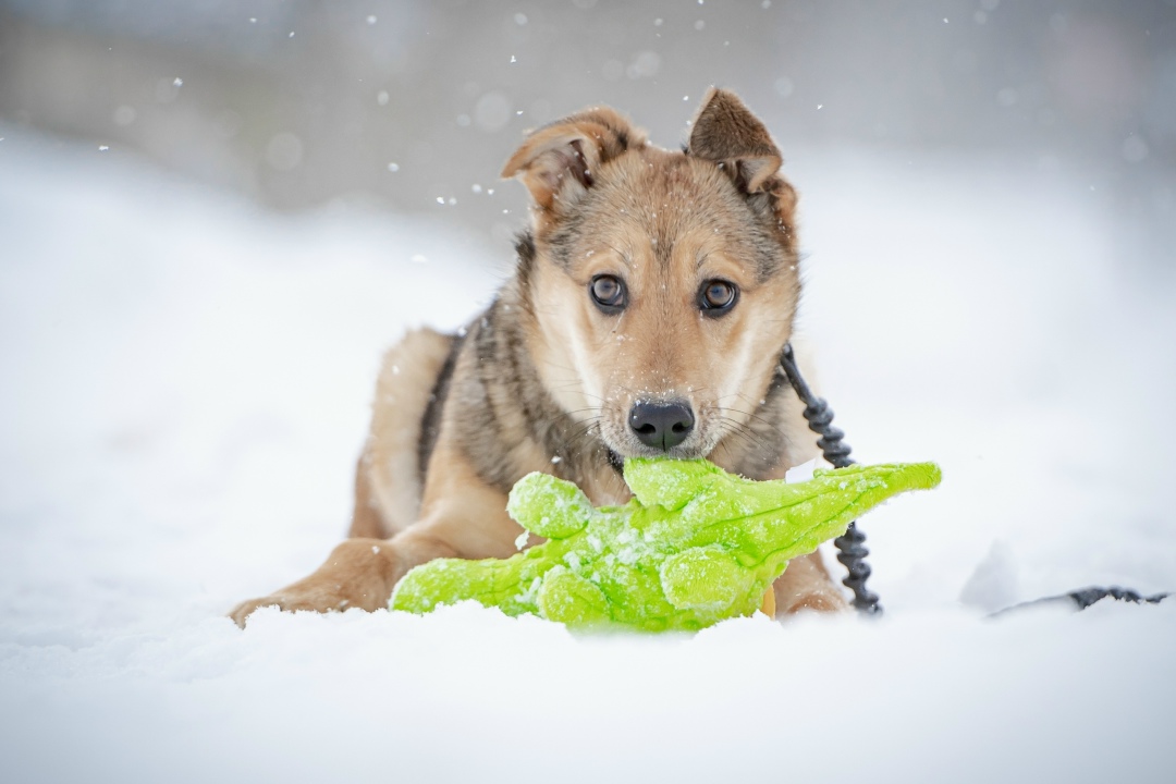 Найдена собака в Клине — фото объявления