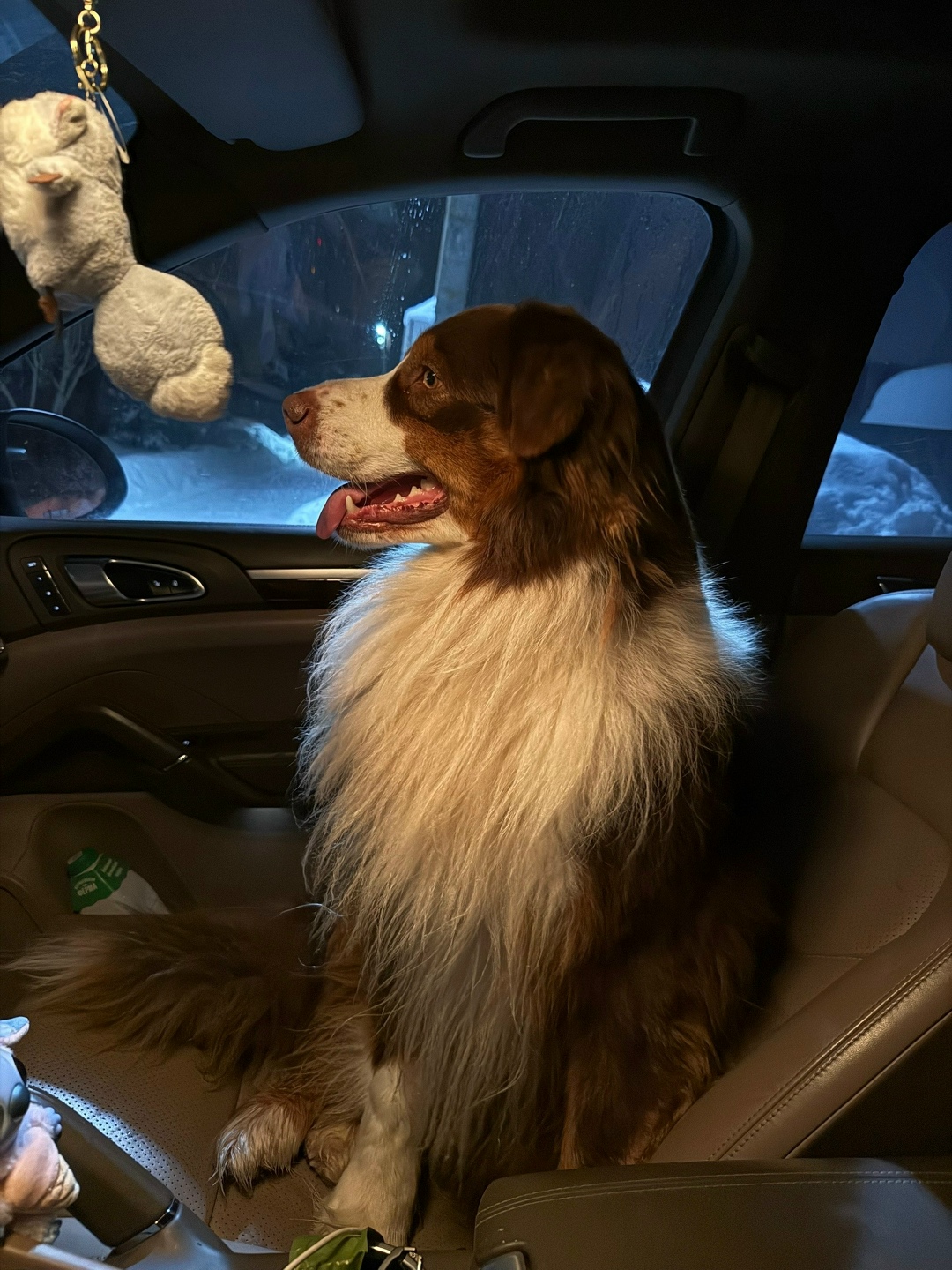 Найдена собака в Клине — фото объявления