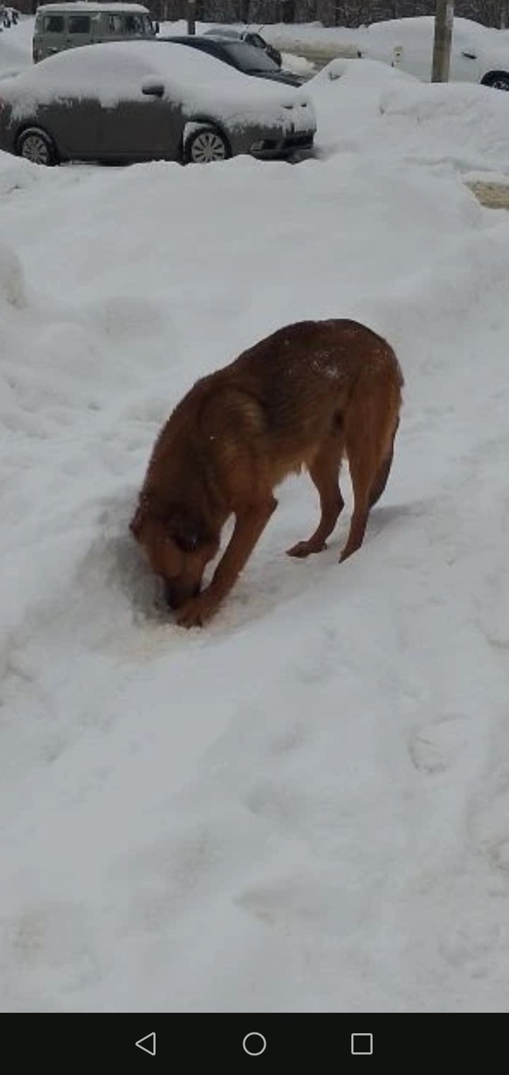 Найдена собака в Клине — фото объявления