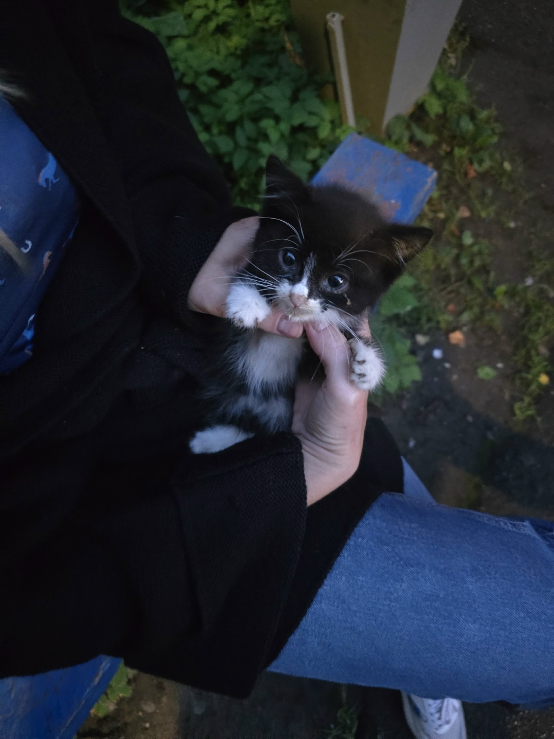 Найдена кошка в Клине — фото объявления