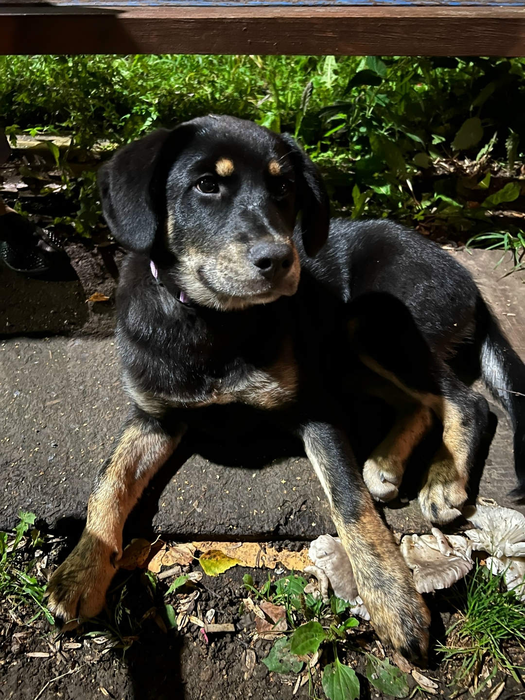 Пропала собака в Клине — фото объявления