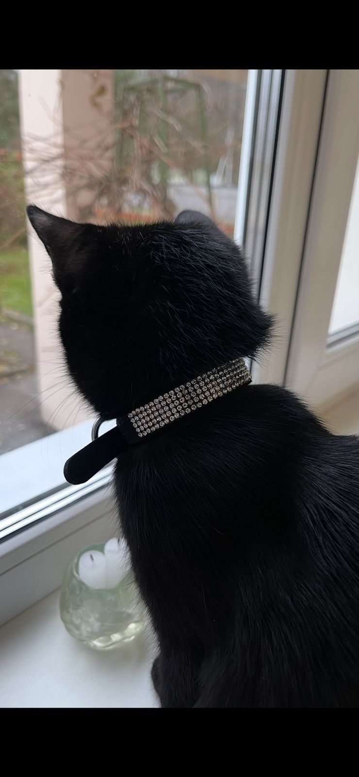 Пропала кошка в Клине — фото объявления