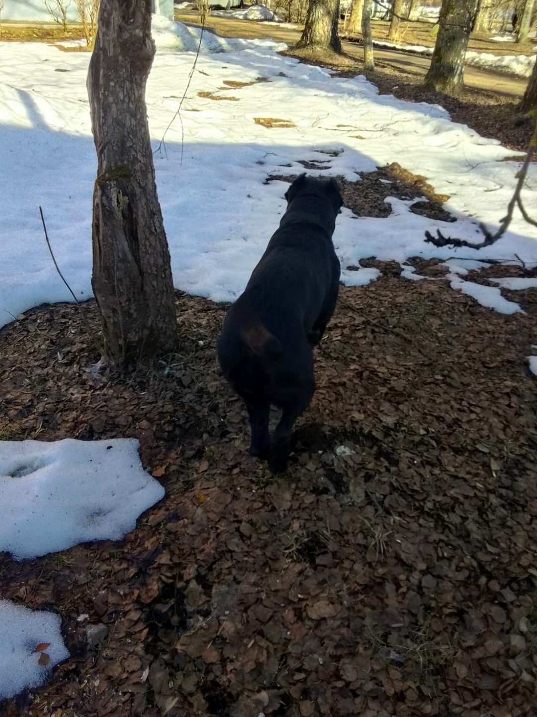 Пропала собака в Клине — фото объявления