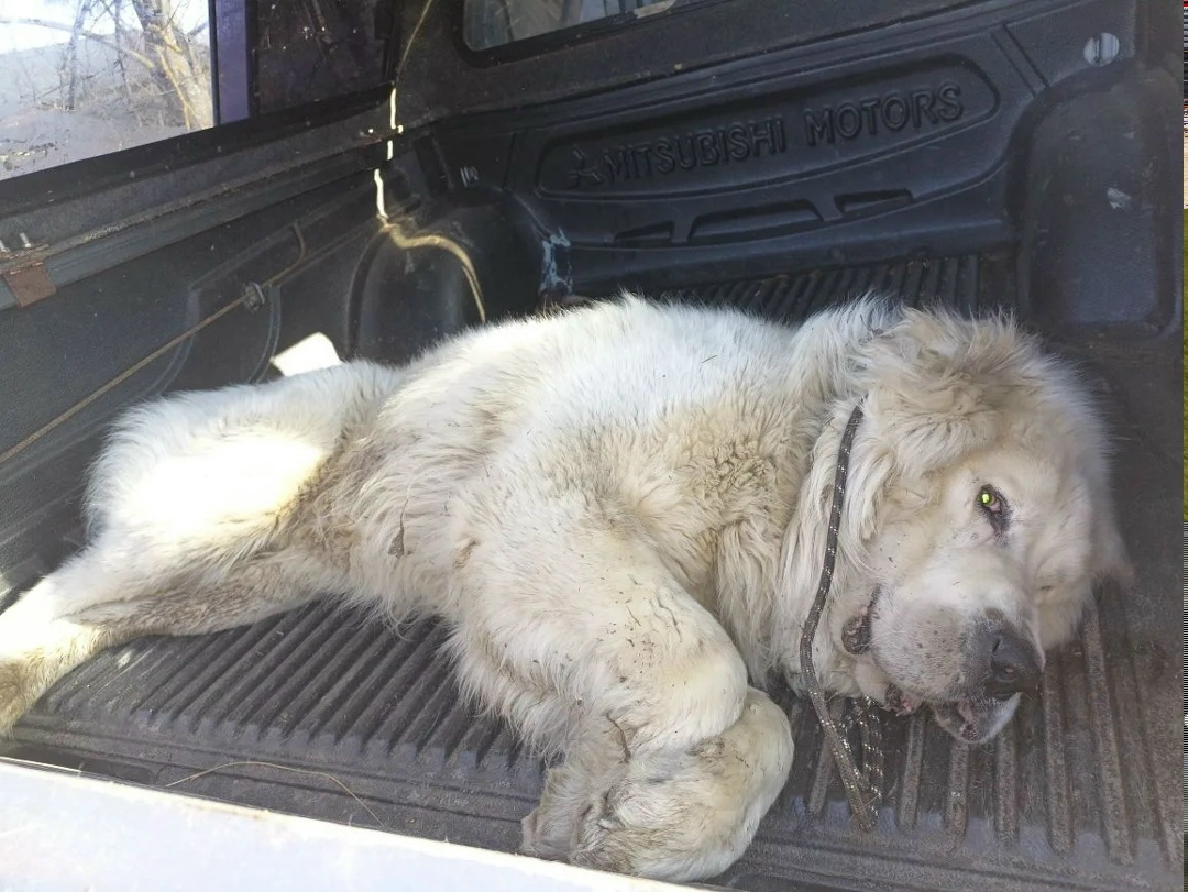 Найдена собака в Клине — фото объявления