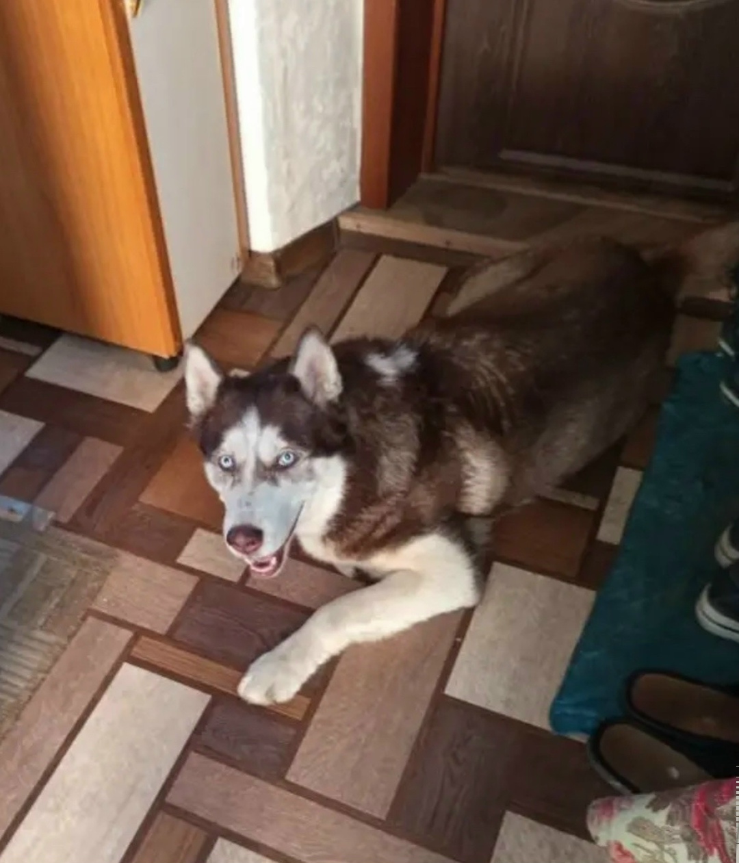 Найдена собака в Клине — фото объявления