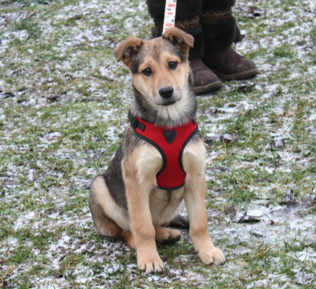 Найдена собака в Клине — фото объявления