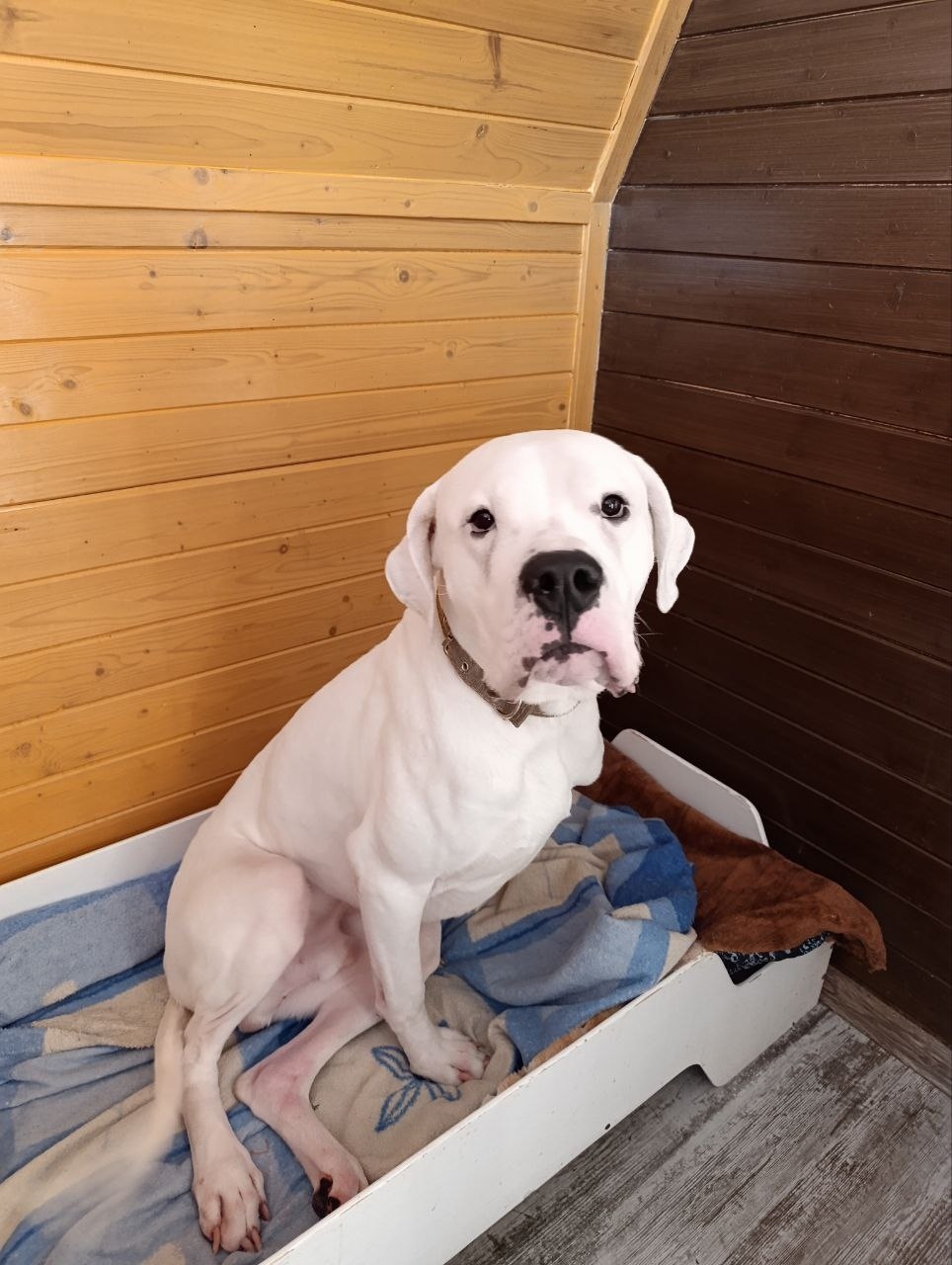 Найдена собака в Клине — фото объявления