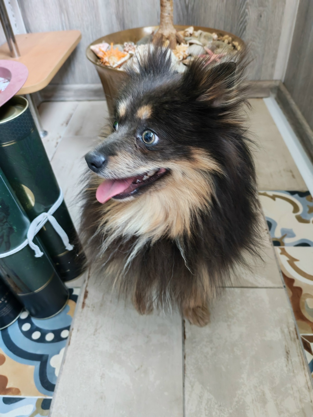 Найдена кошка в Клине — фото объявления