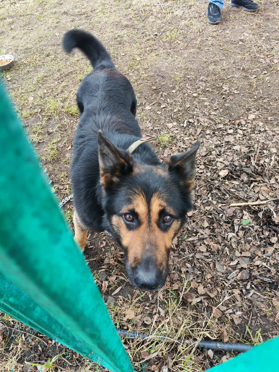 Пропала собака в Клине — фото объявления