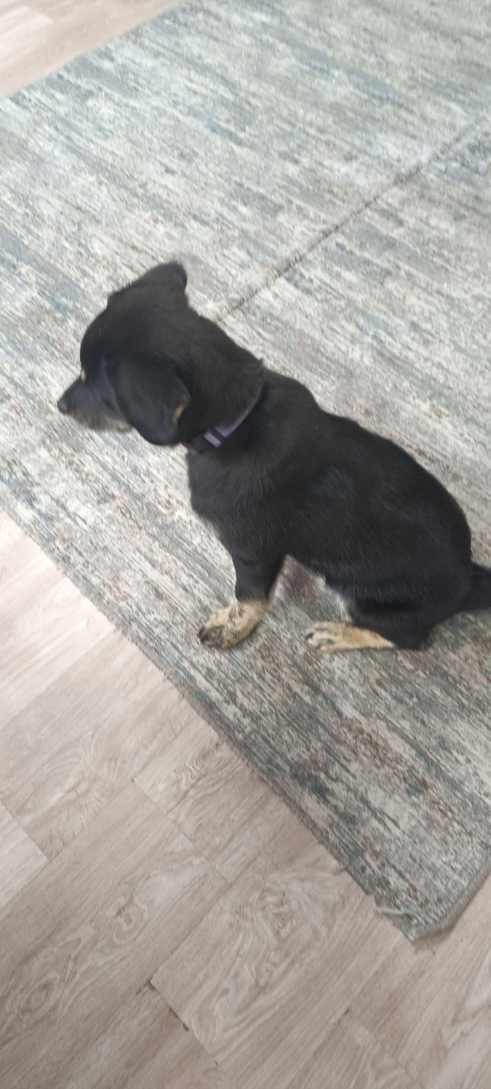 Найдена собака в Клине — фото объявления