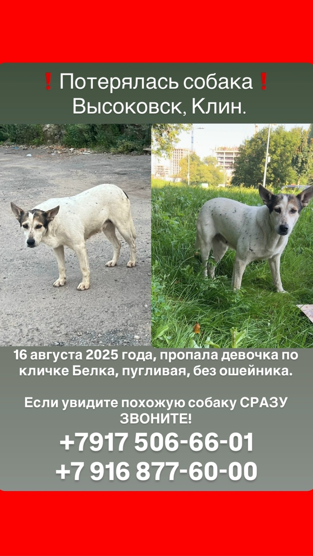Пропала собака в Клине — фото объявления