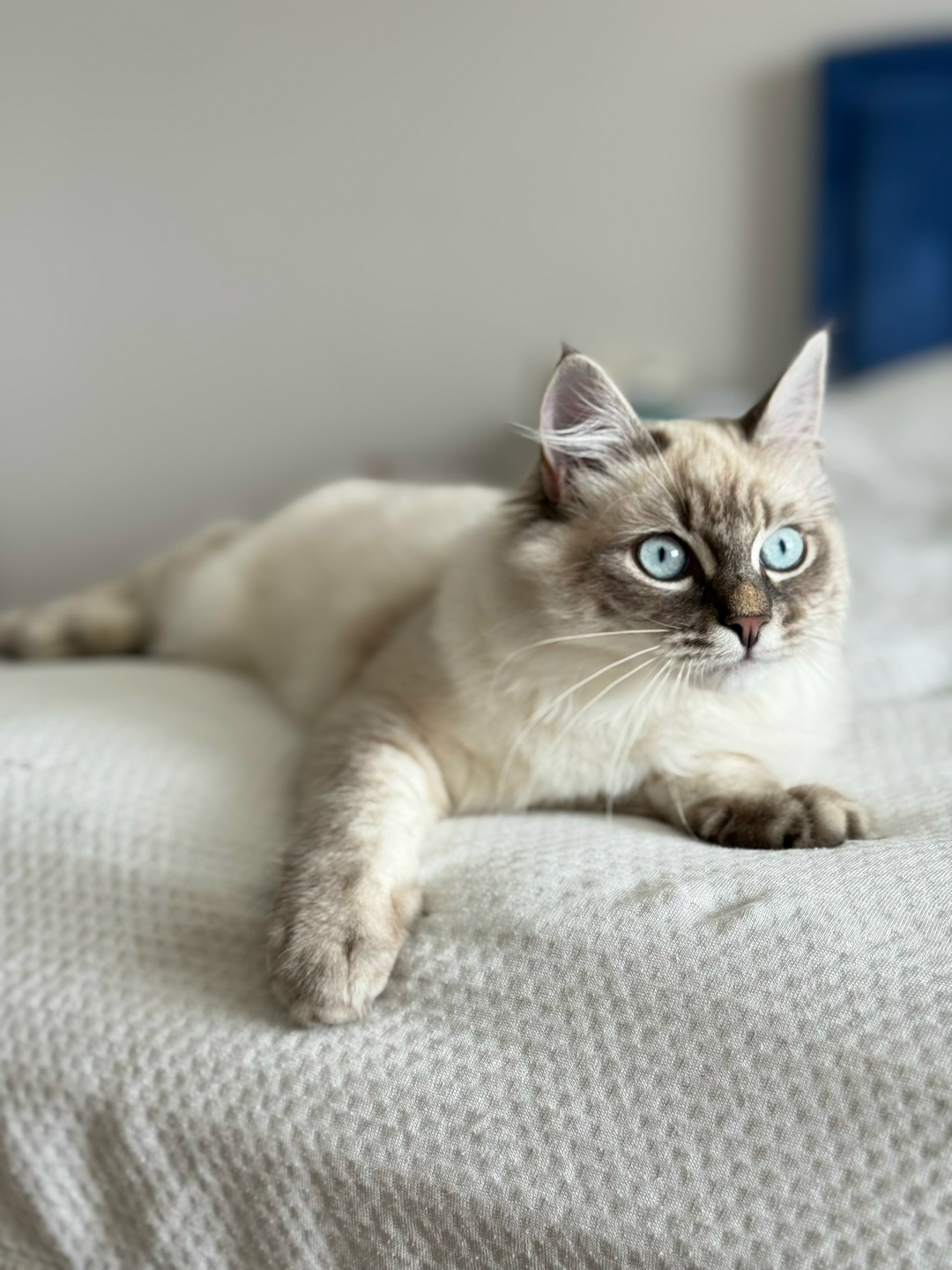 Пропала кошка в Клине — фото объявления