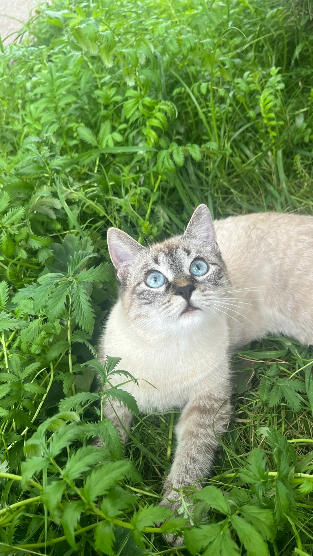 Пропала кошка в Клине — фото объявления