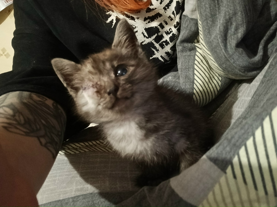 Найдена кошка в Клине — фото объявления