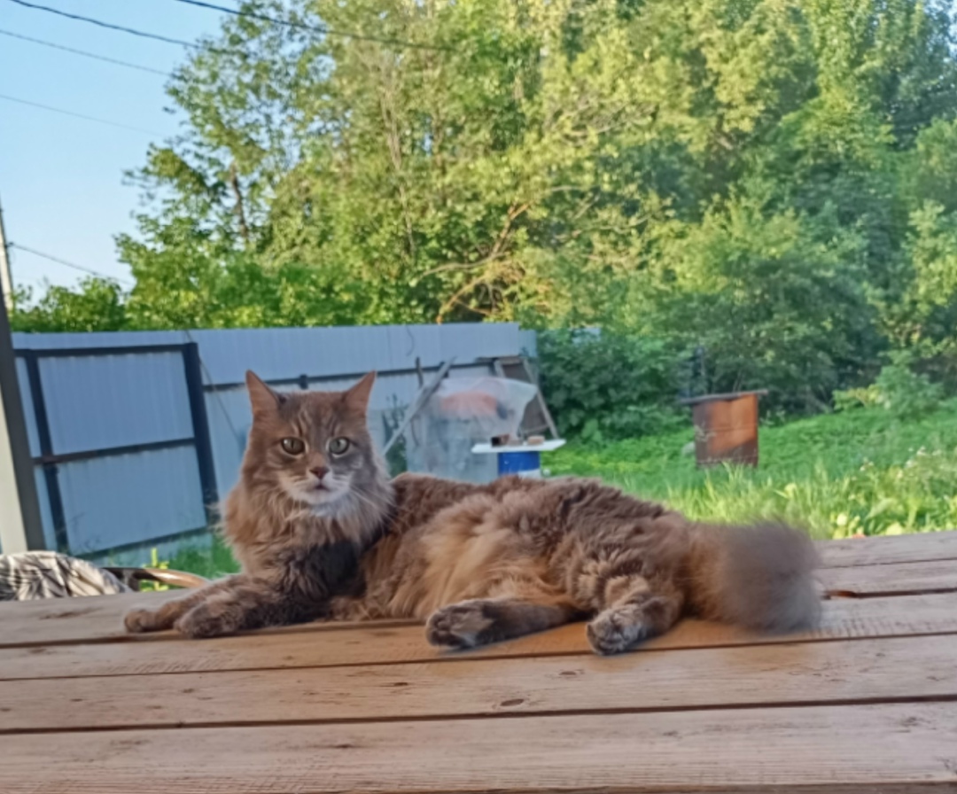 Пропала кошка в Клине — фото объявления