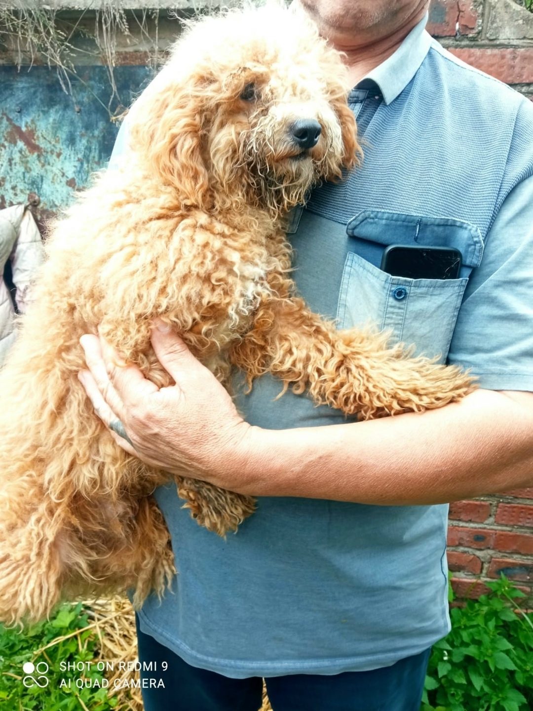 Пропала собака в Клине — фото объявления