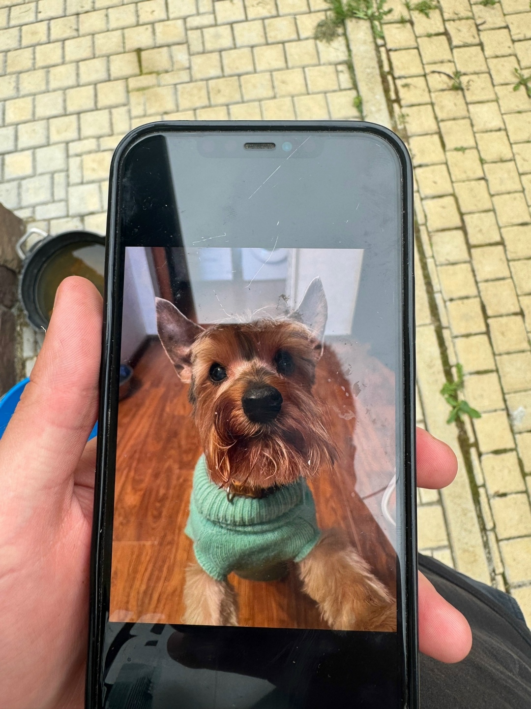 Пропала собака в Клине — фото объявления