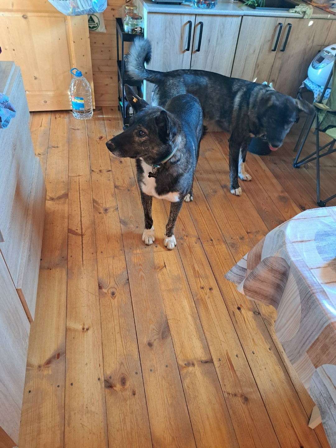 Пропала собака в Клине — фото объявления