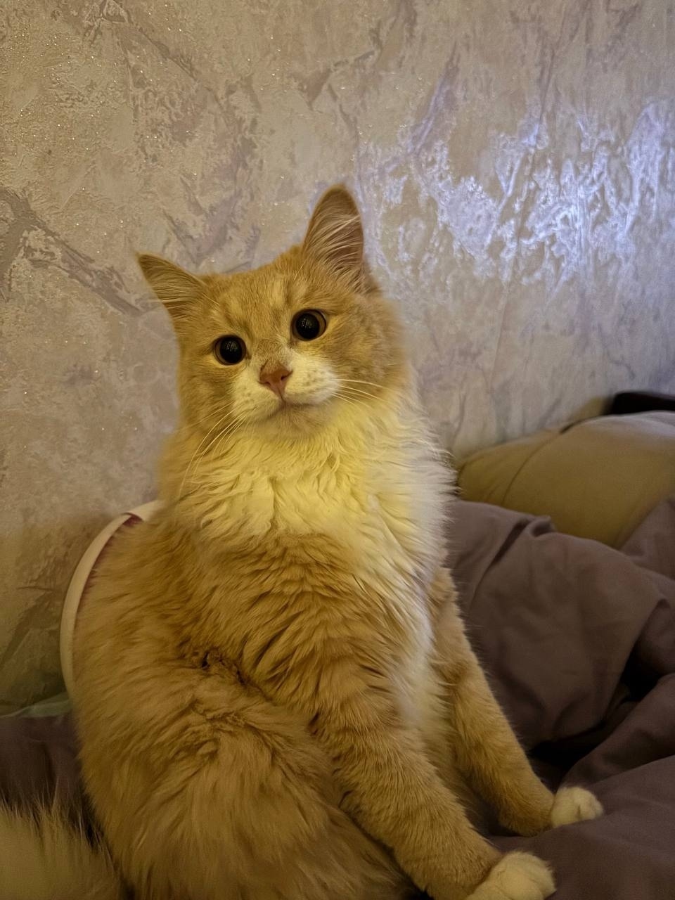 Пропала кошка в Клине — фото объявления