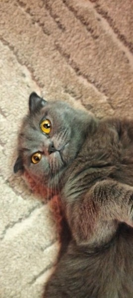 Пропала кошка в Клине — фото объявления