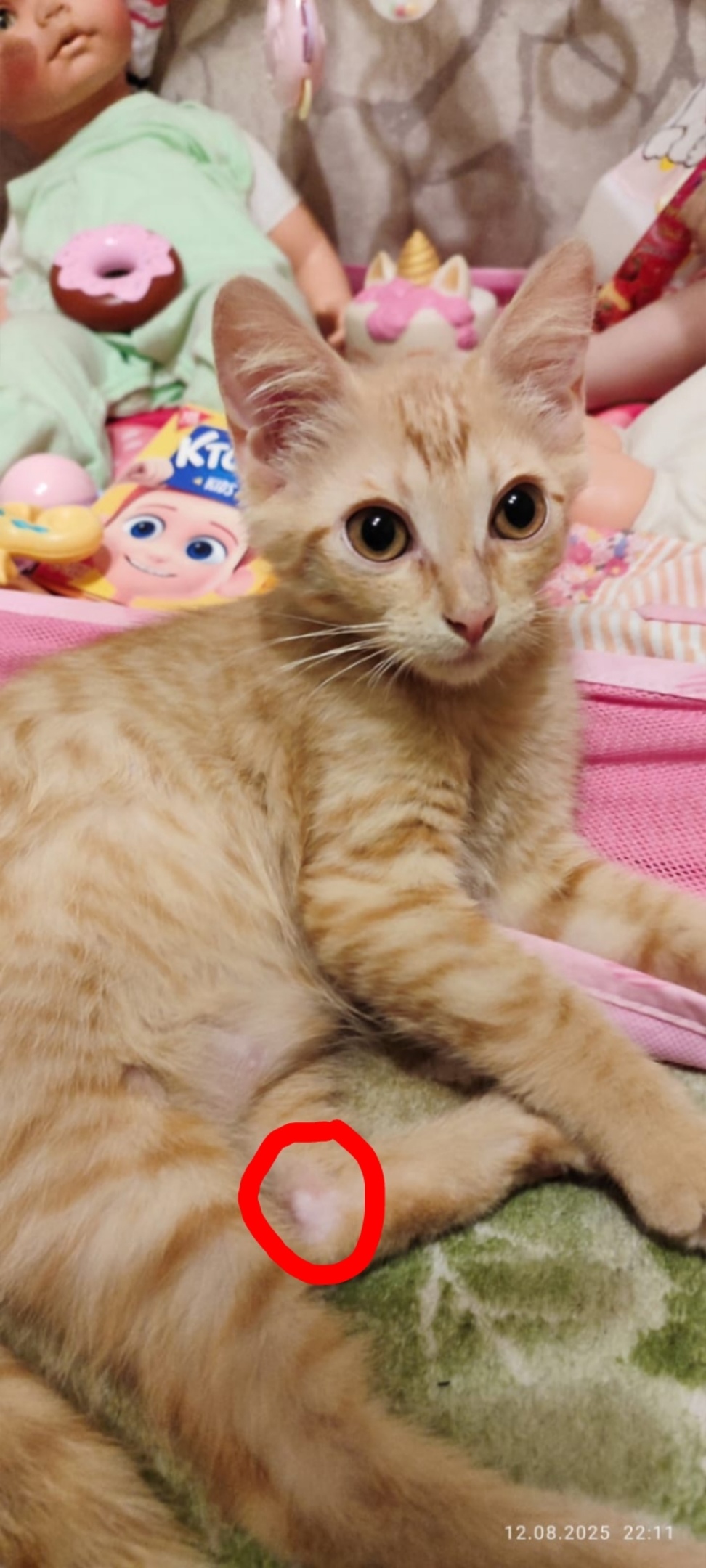 Пропала кошка в Клине — фото объявления