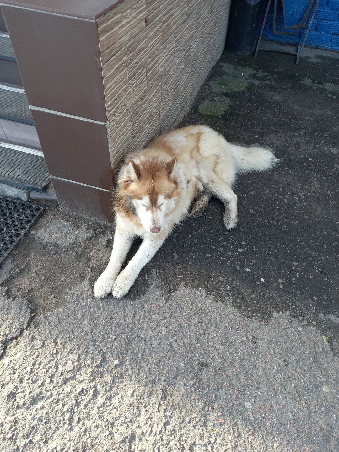 Пропала собака в Клине — фото объявления