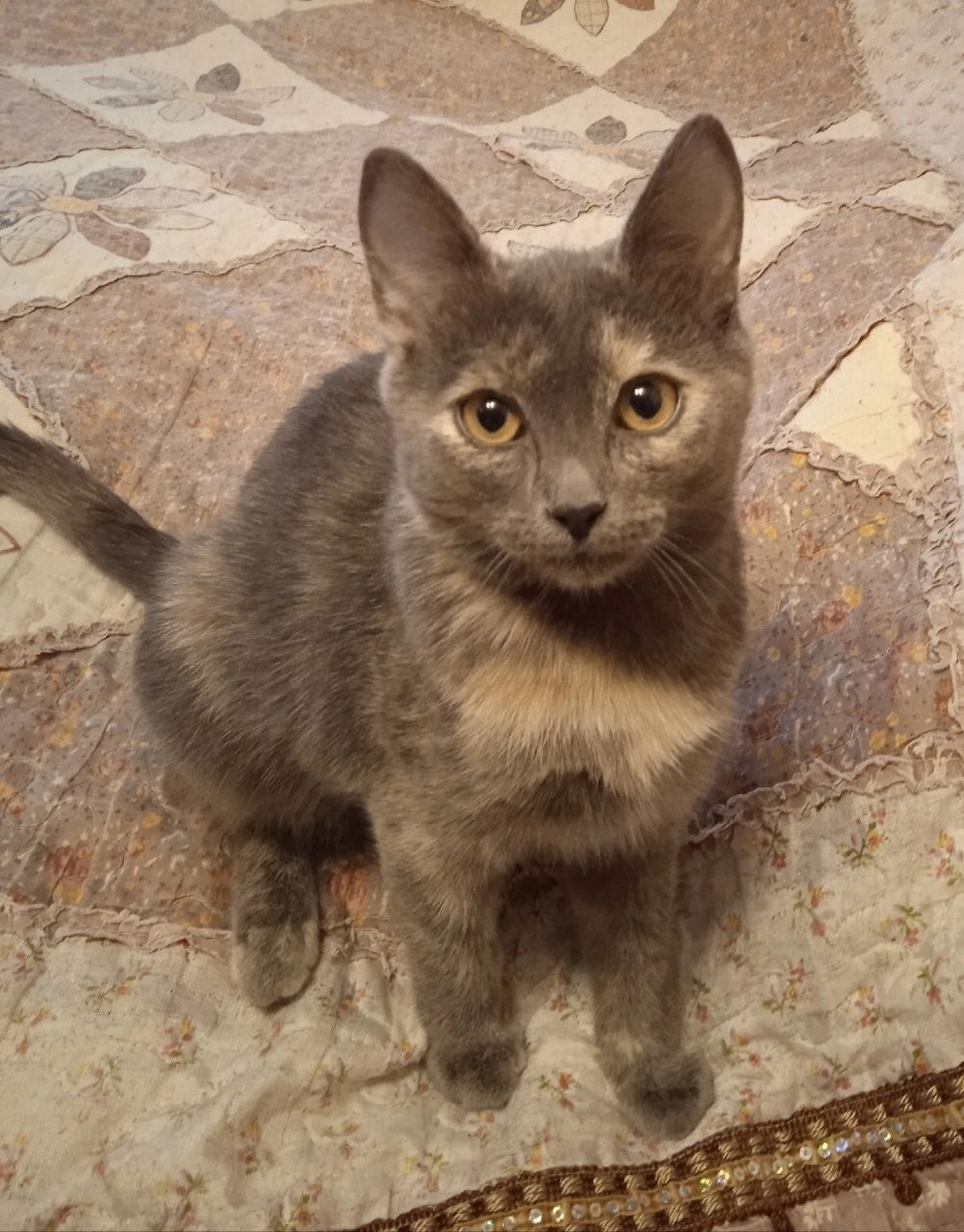 Найдена собака в Клине — фото объявления