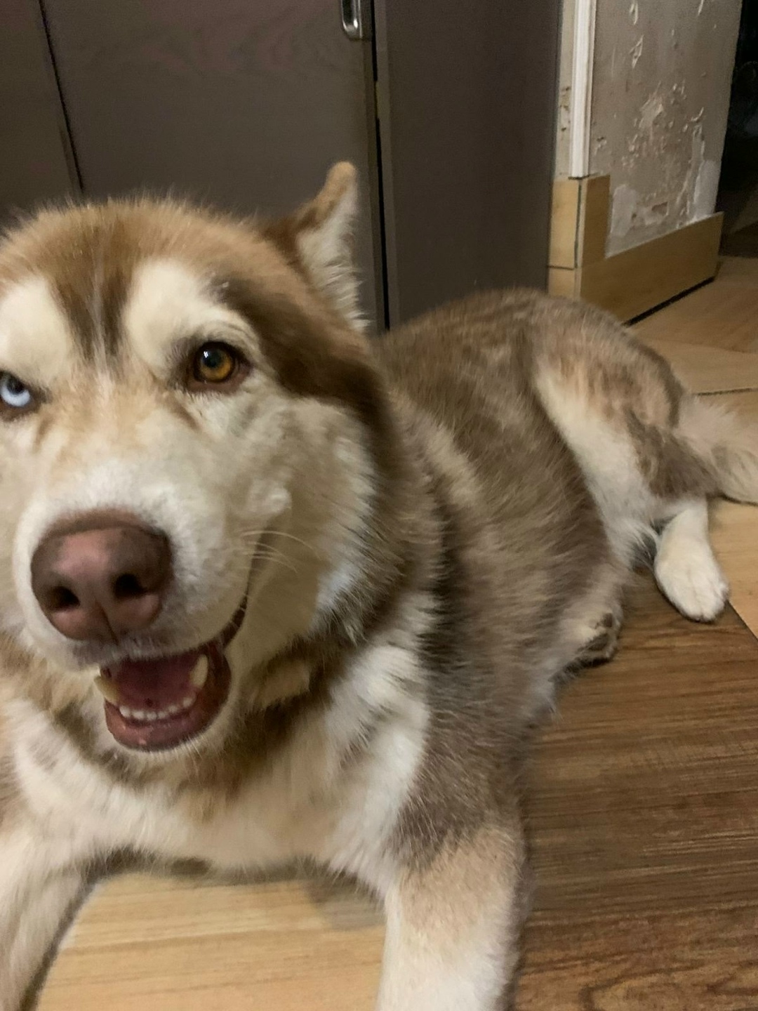 Пропала собака в Клине — фото объявления