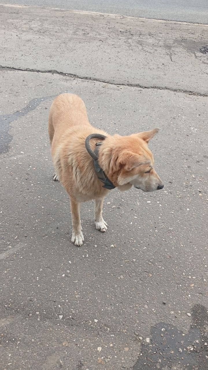 Найдена собака в Клине — фото объявления