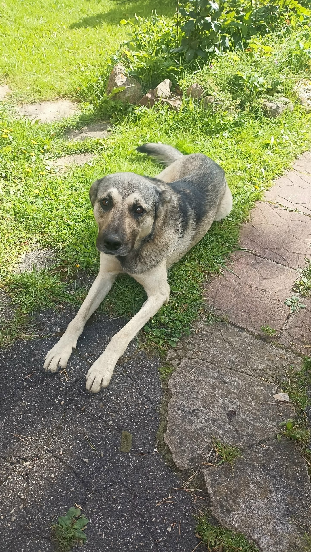 Найдена собака в Клине — фото объявления