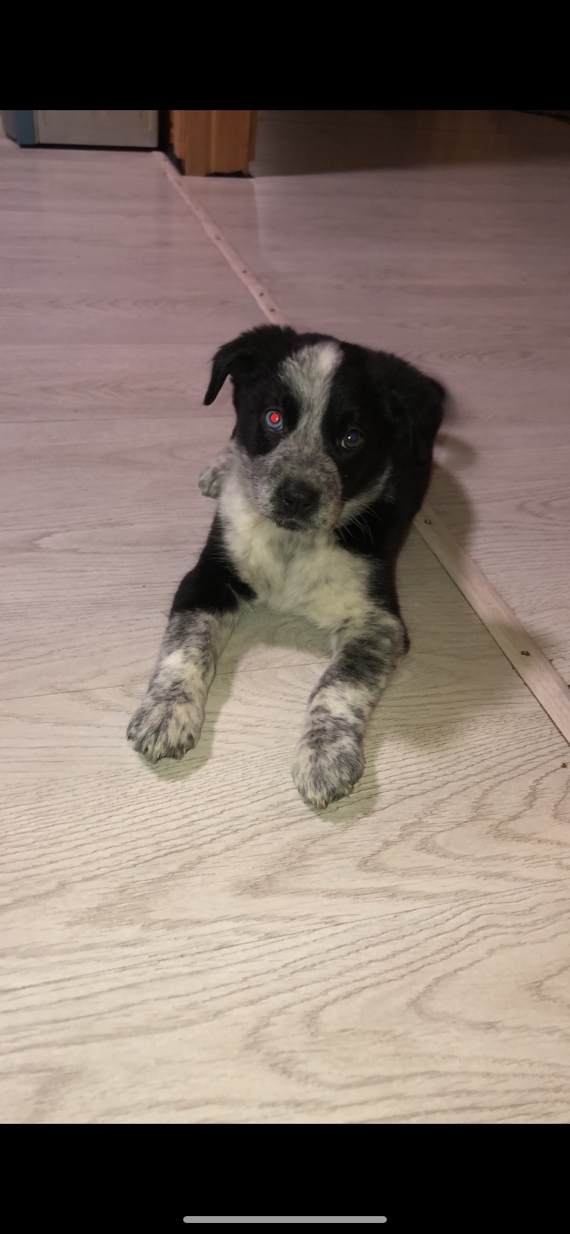 Пропала собака в Клине — фото объявления