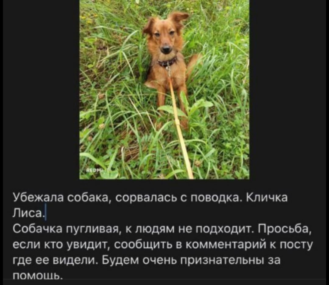 Пропала собака в Клине — фото объявления