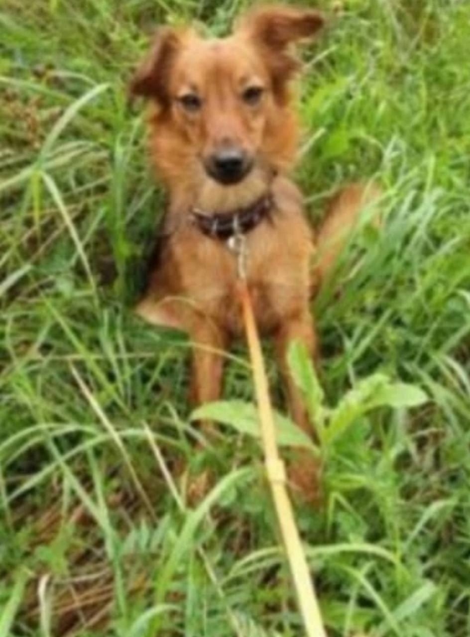 Пропала собака в Клине — фото объявления