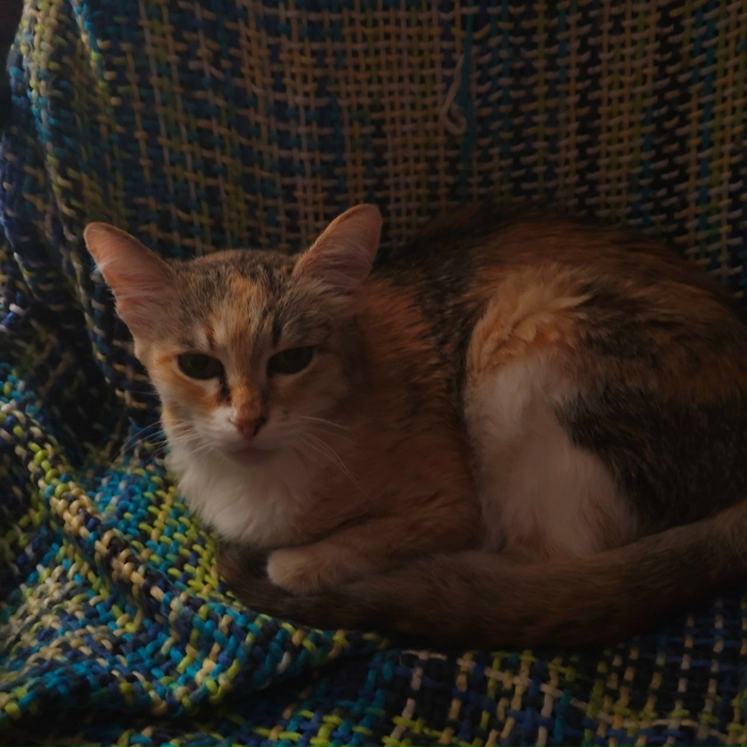 Пропала собака в Сургуте — фото объявления