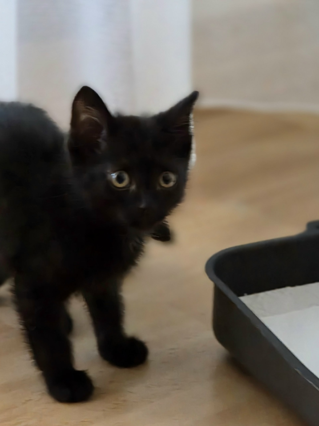 Найдена кошка в Сургуте — фото объявления