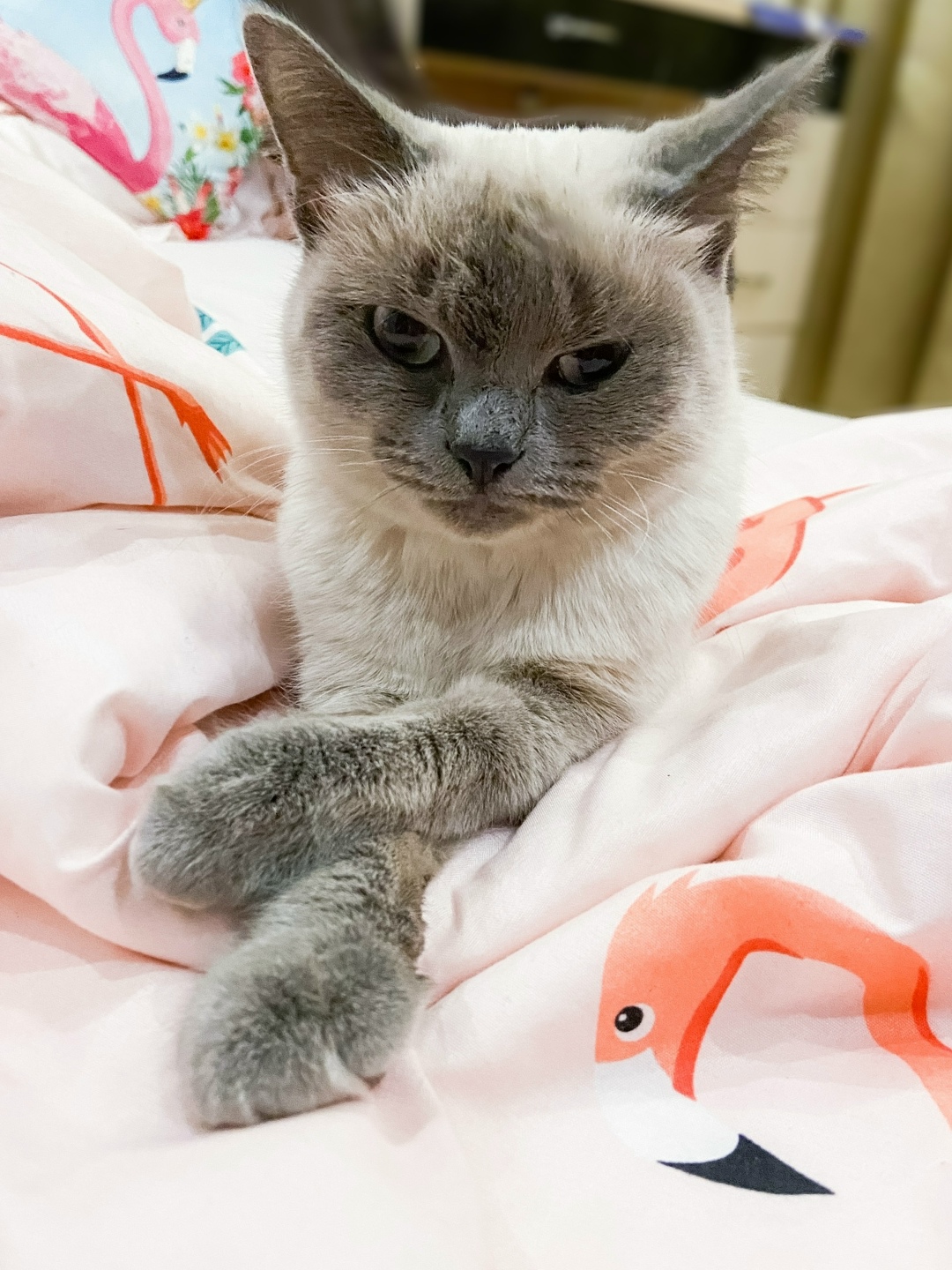 Пропала кошка в Сургуте — фото объявления