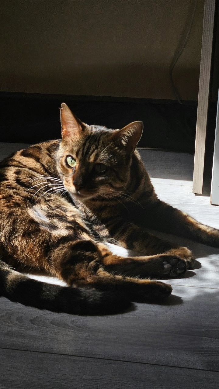 Пропала кошка в Сургуте — фото объявления